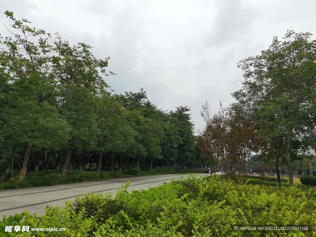 林荫道路旁的葱郁绿植