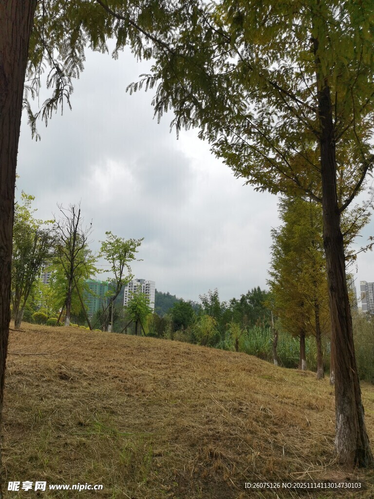 林间开阔草地自然景致