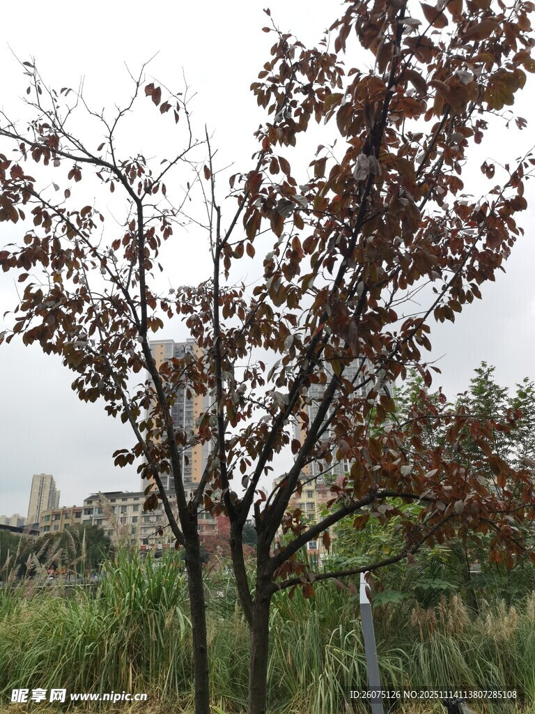 秋日户外树木与草地景象