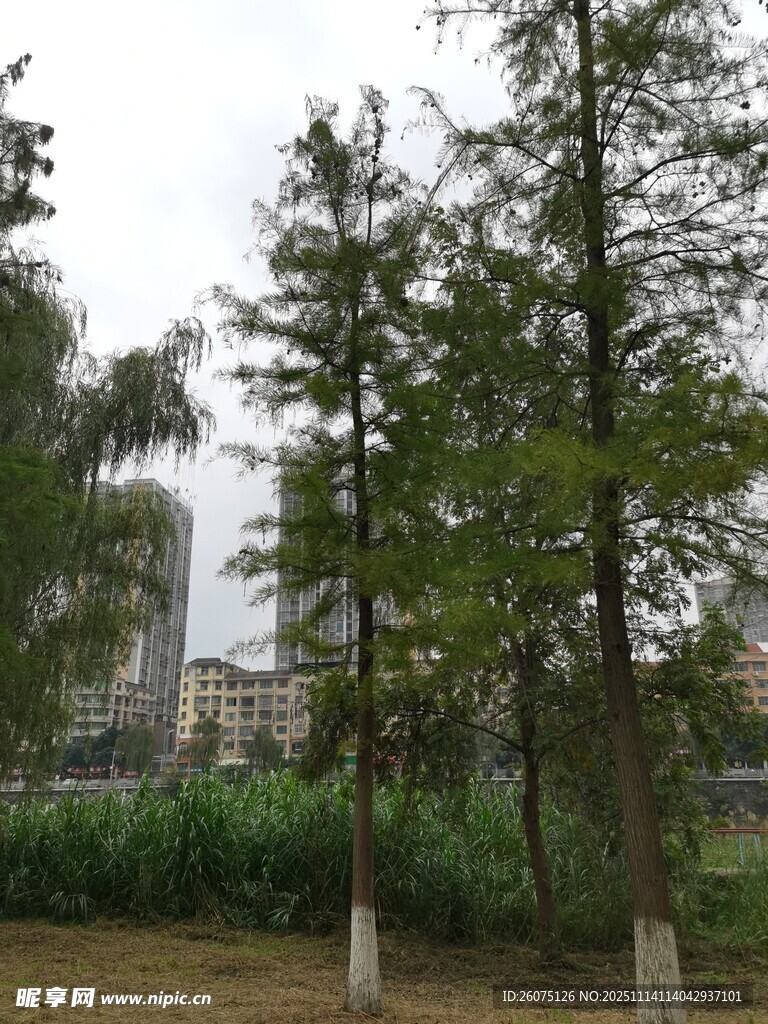 城市边的绿树景观