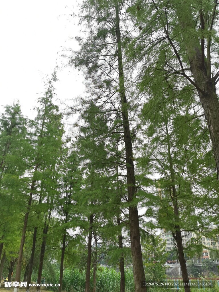 挺拔杉树林立的自然景致