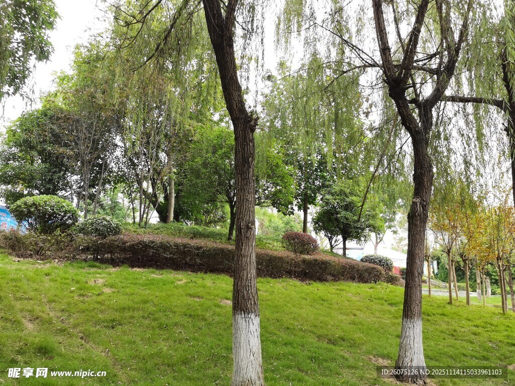 公园绿意盎然的树木景观