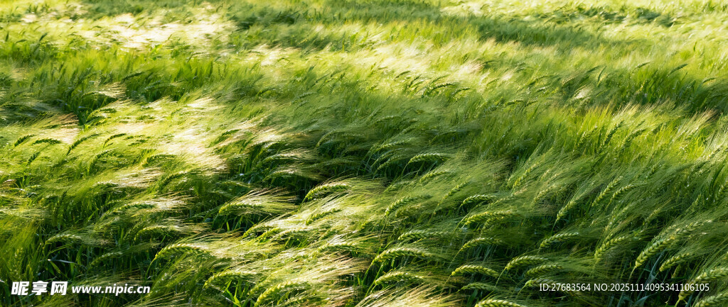 阳光下的翠绿草地