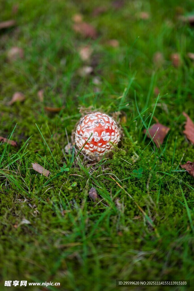 草地上的彩色蘑菇