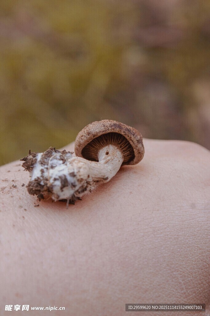 手上的奇特小蘑菇