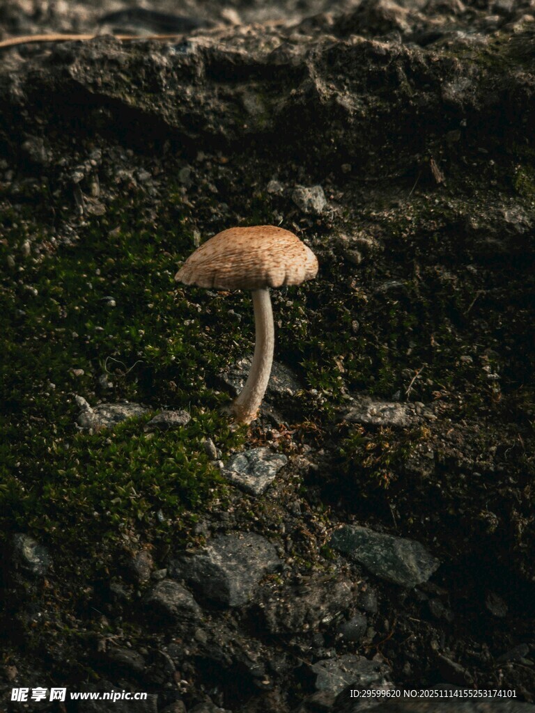 岩石上的单株蘑菇