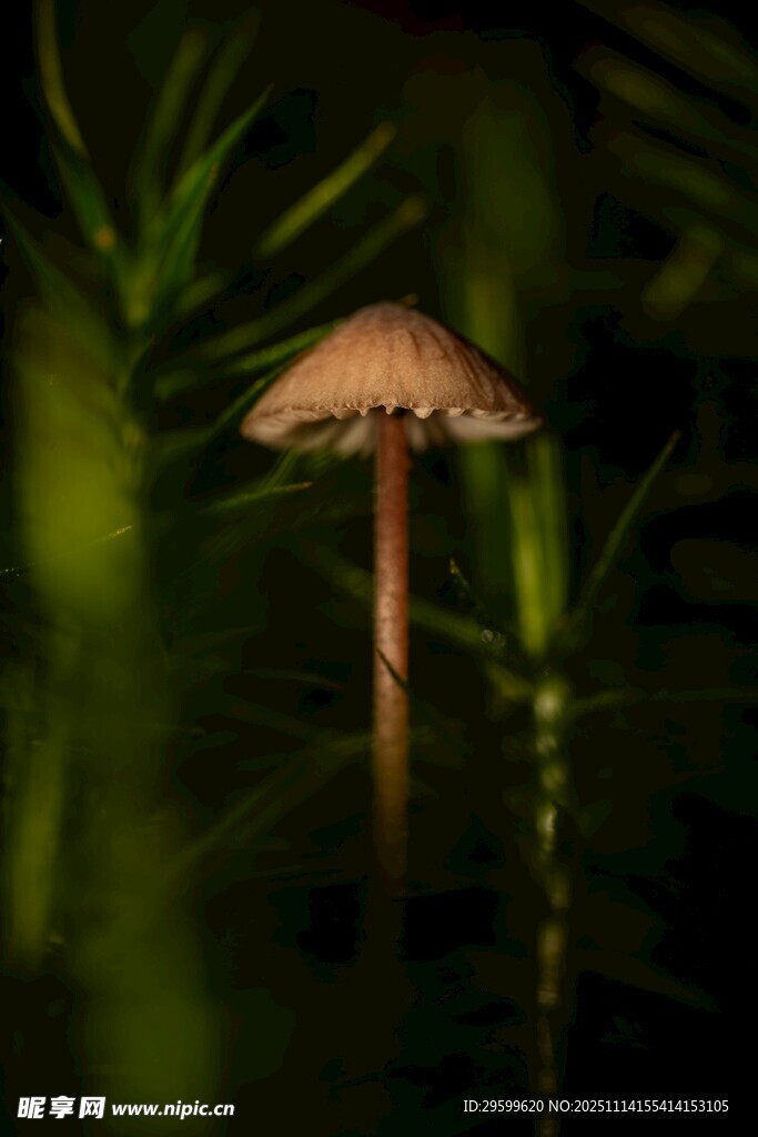草丛中的小蘑菇