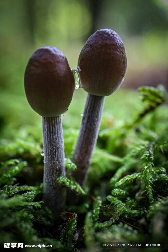 青苔上的双生蘑菇