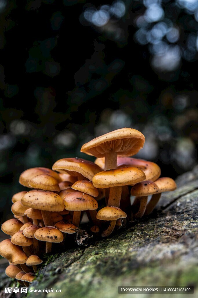 木上丛生的橙黄小蘑菇