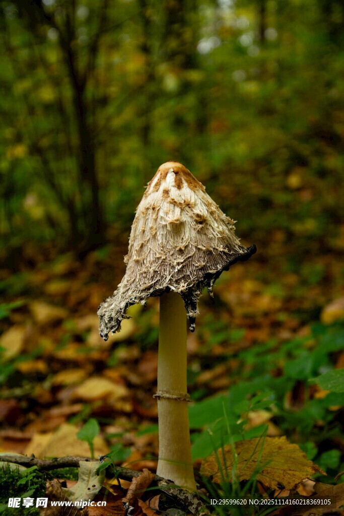 森林中的独特蘑菇