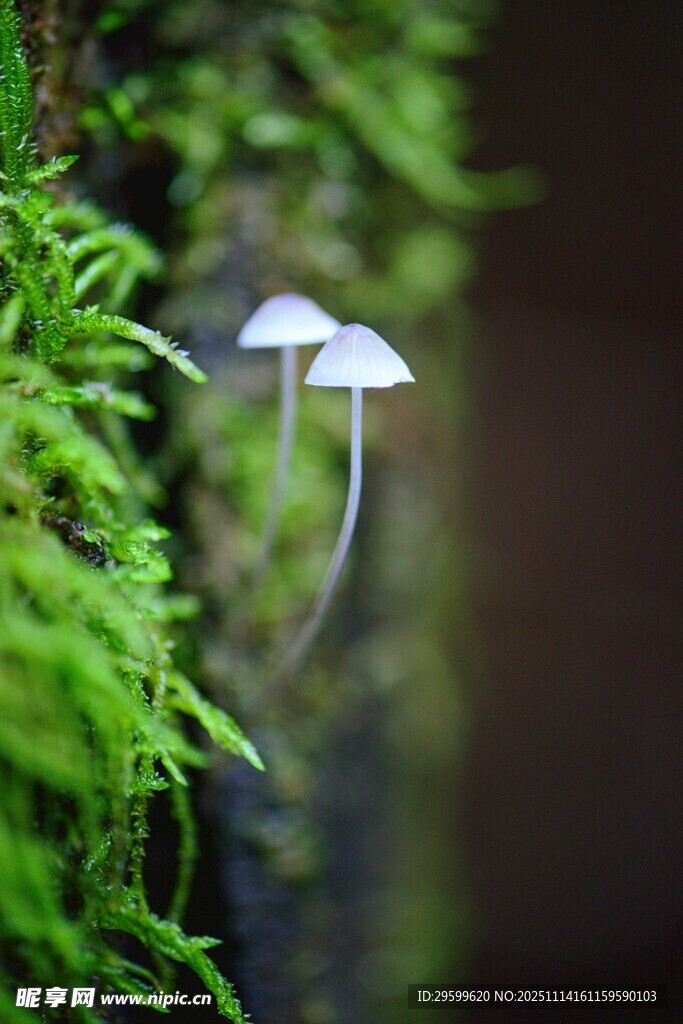 青苔间的小巧蘑菇