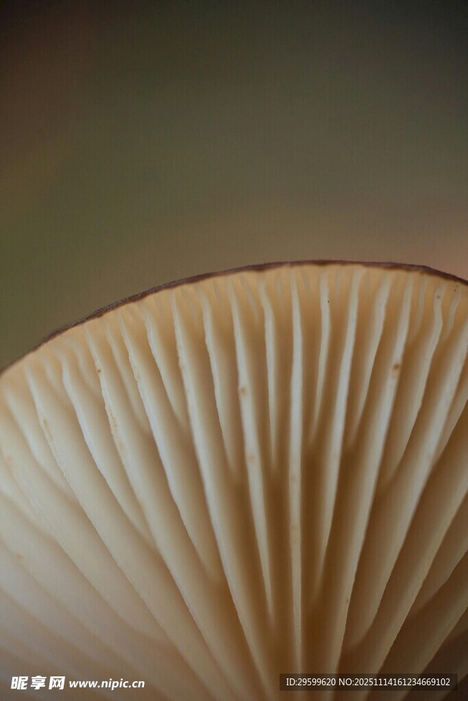 蘑菇菌褶特写