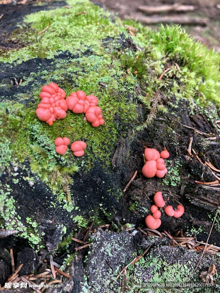 青苔上的红色小蘑菇