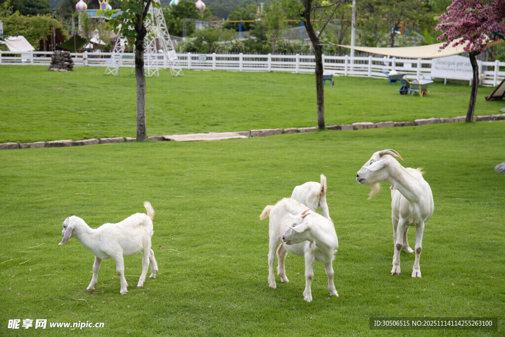 草地上的几只可爱白山羊