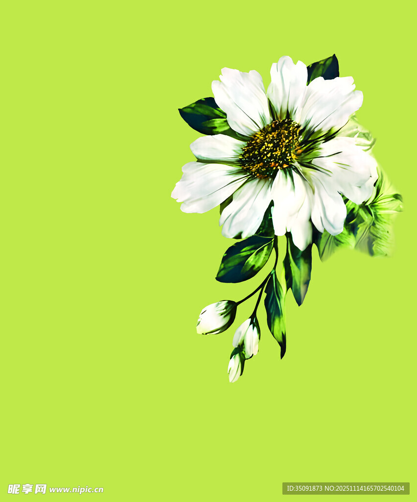 绿色背景上的白色花卉