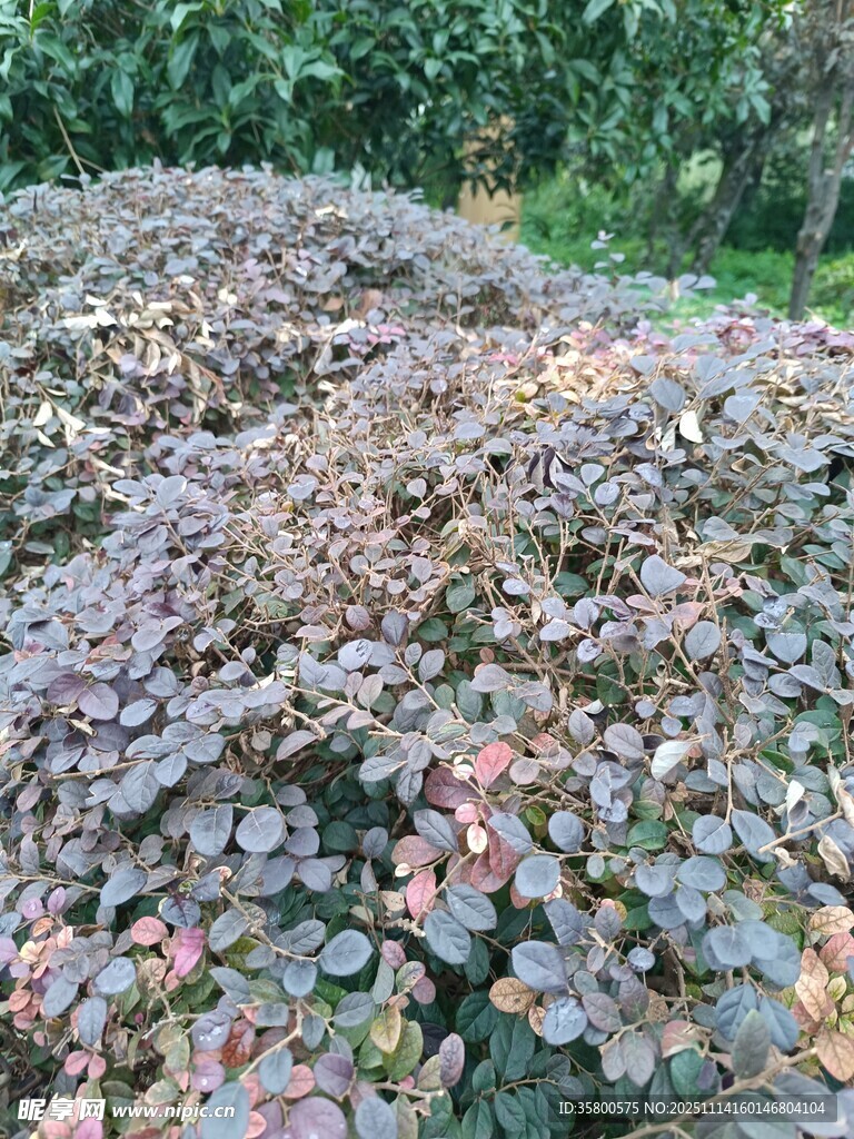 多彩叶片植物景观