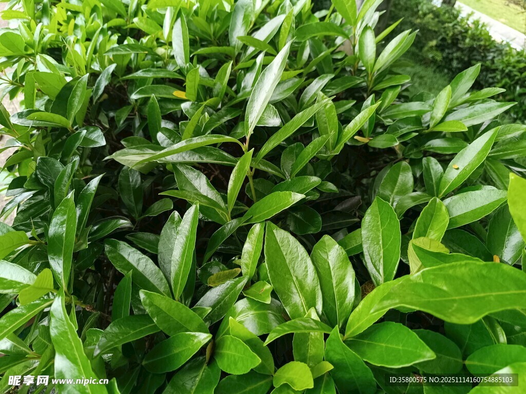 翠绿繁茂的绿叶植物