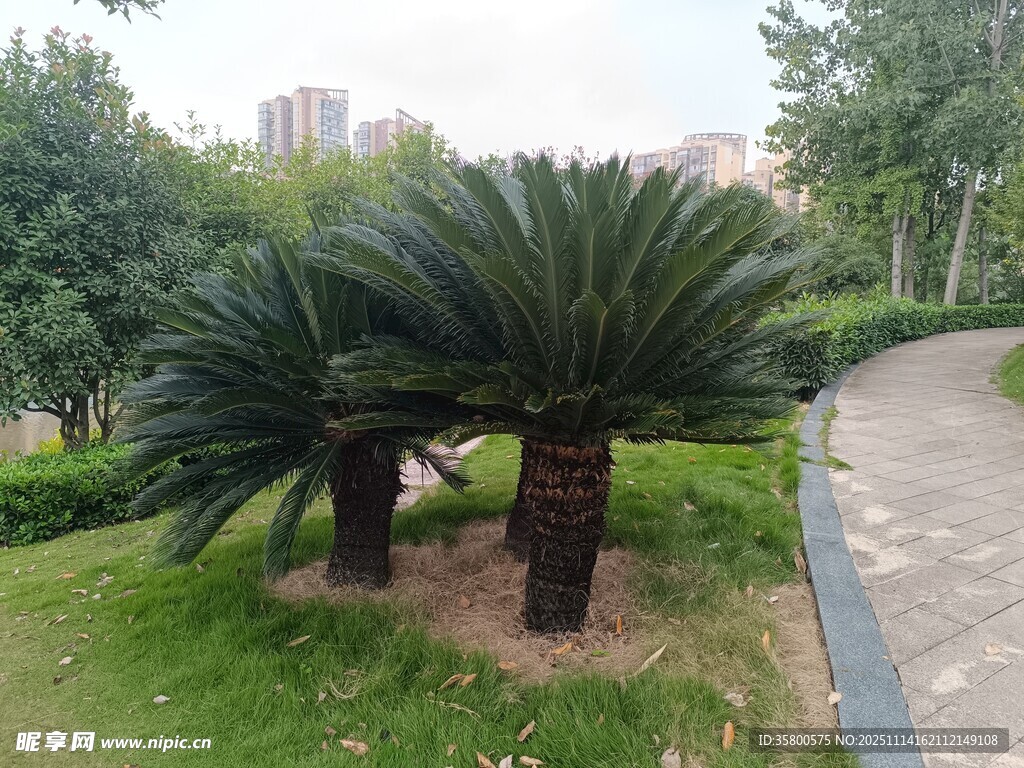 路边的两株苏铁植物