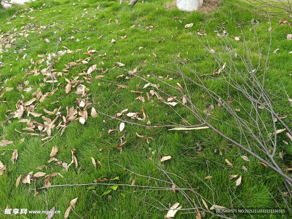 草地上散落的枯叶与枝条