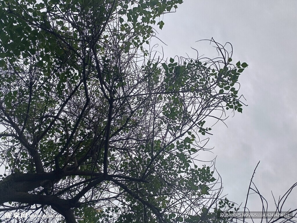 枝叶繁茂的树梢