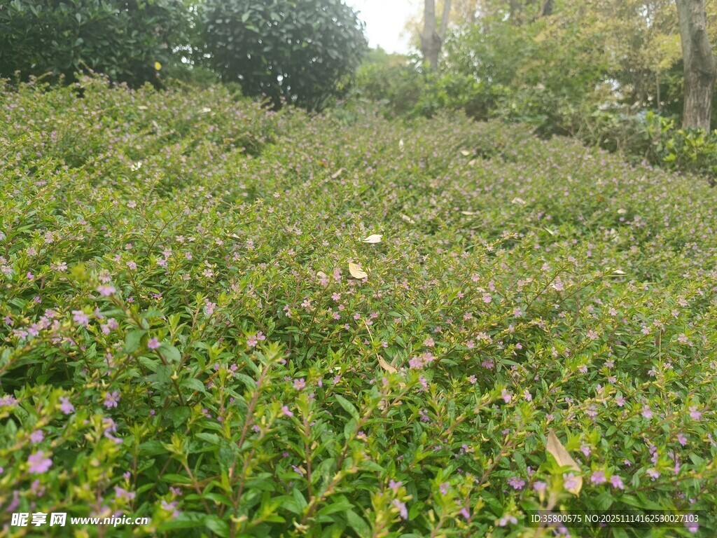 繁茂草地中的紫色小花