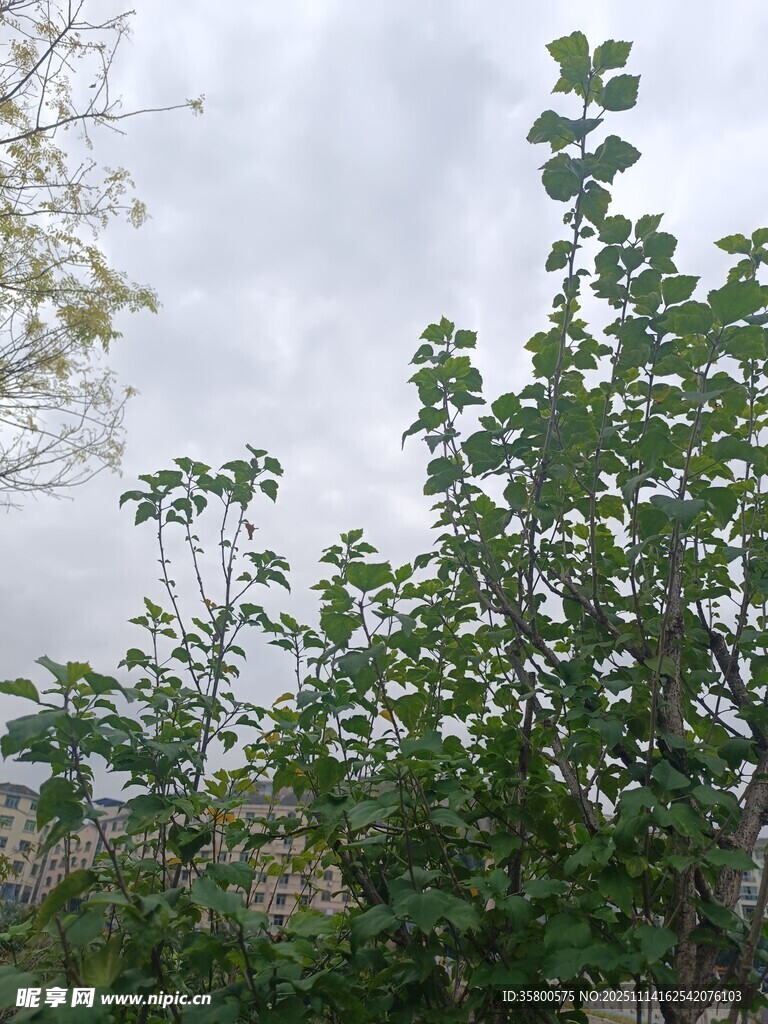 阴天中的繁茂绿植