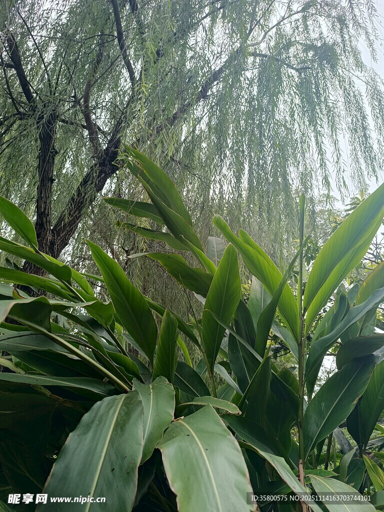 雨中葱郁植物与垂柳景致