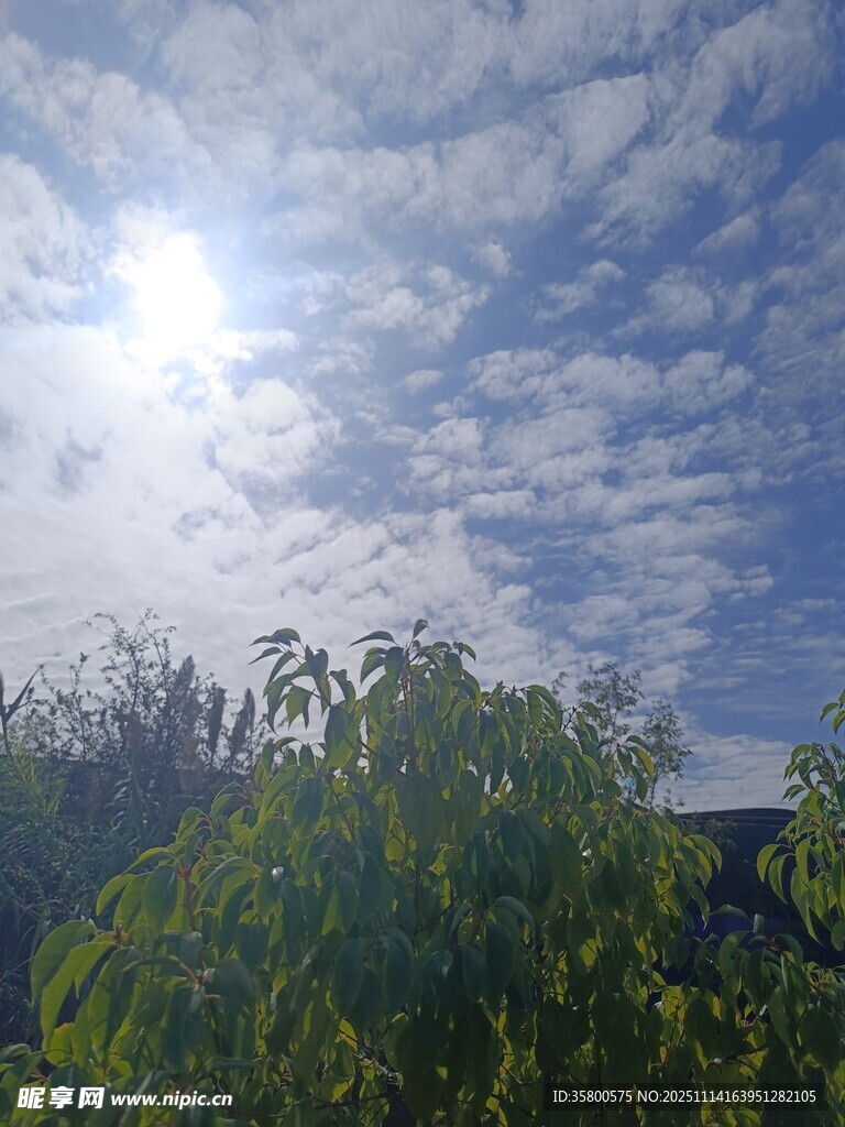 阳光照耀下的绿树与蓝天