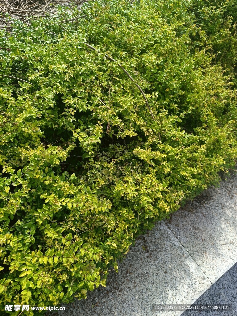 路边翠绿灌木丛