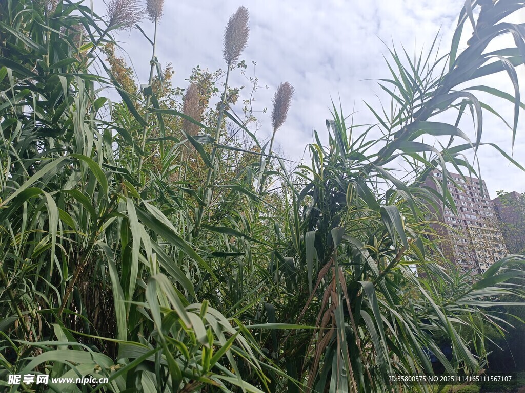 野外繁茂的绿色植物景观