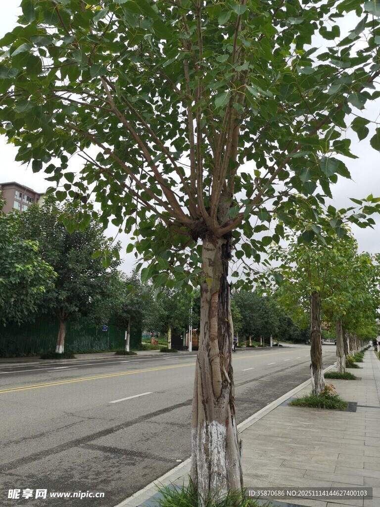 街道旁的绿树