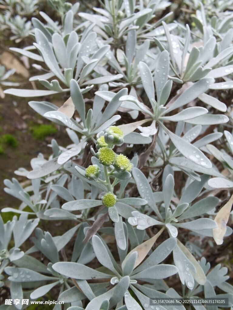银叶植物特写
