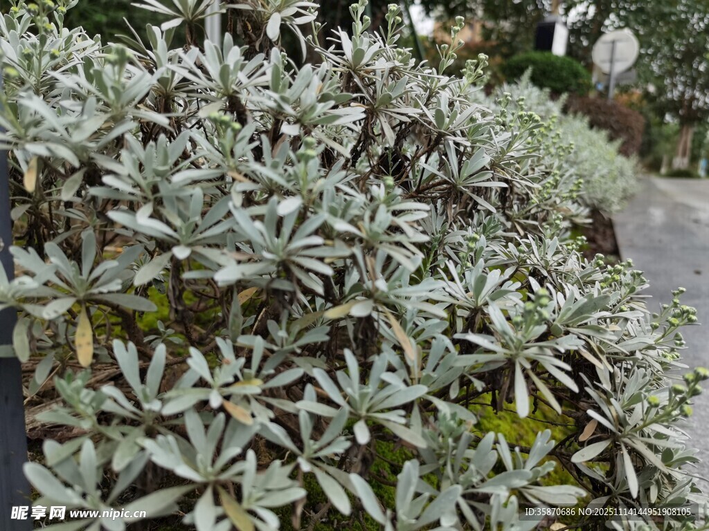 银叶植物特写