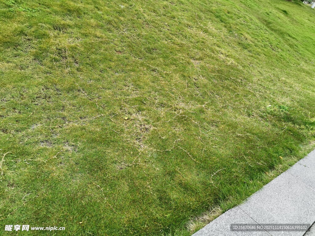 路边翠绿草地