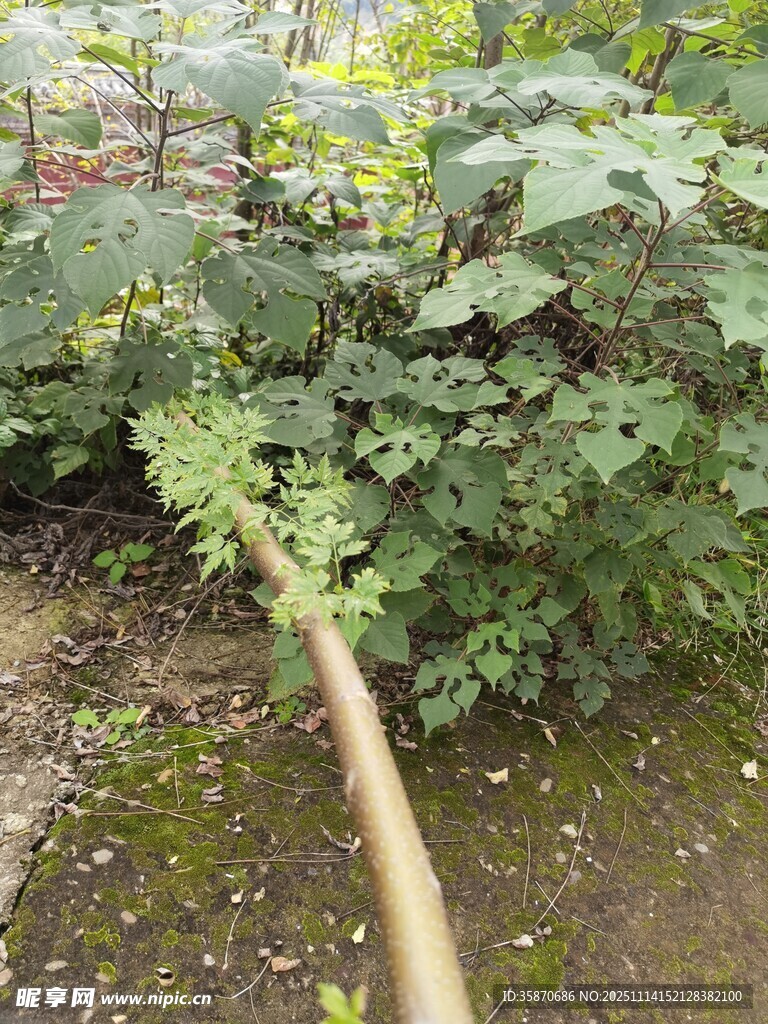 花园中软管旁的繁茂绿植