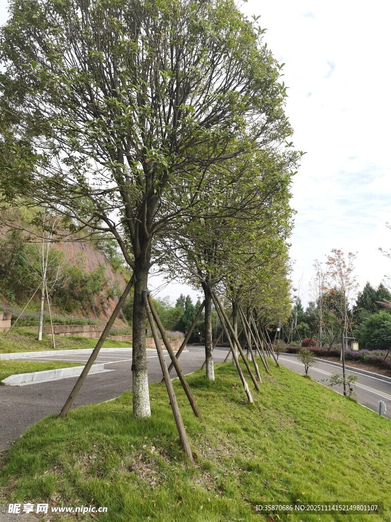 路边整齐排列的支撑树木