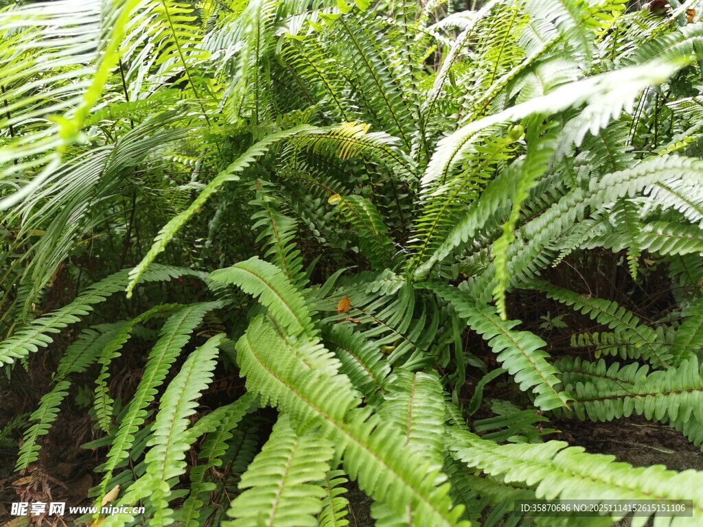 翠绿蕨类植物特写