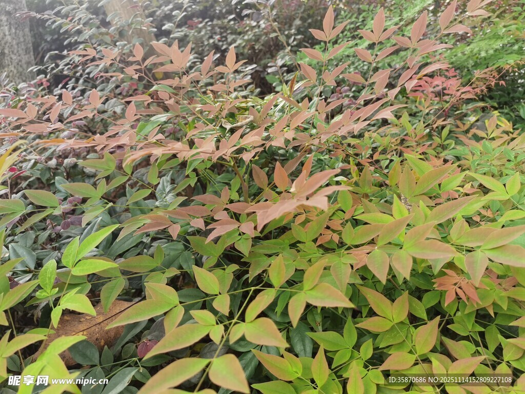 多彩斑斓的植物叶片景观