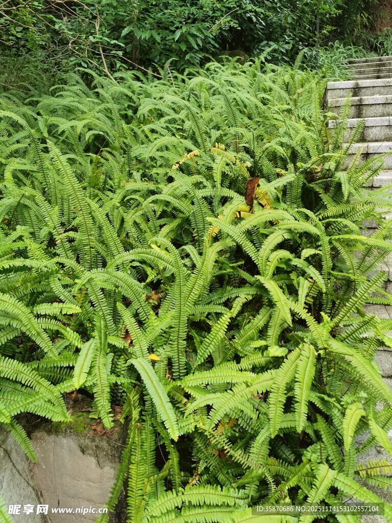 翠绿茂盛的绿植景观