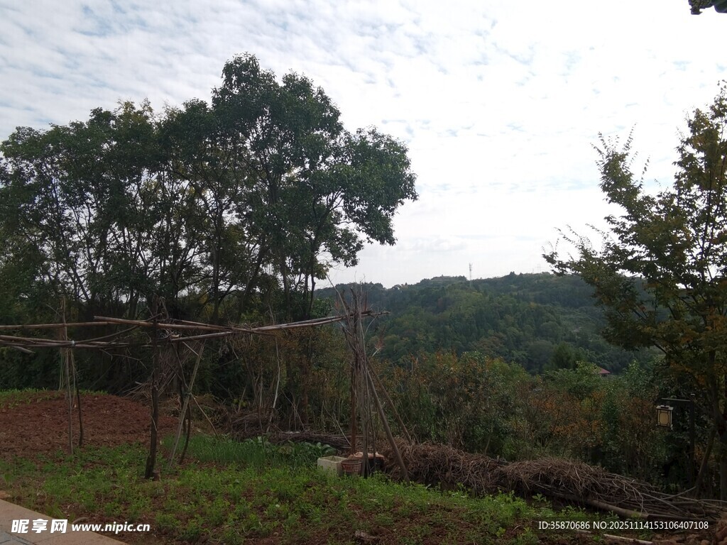 户外自然景观中的树木