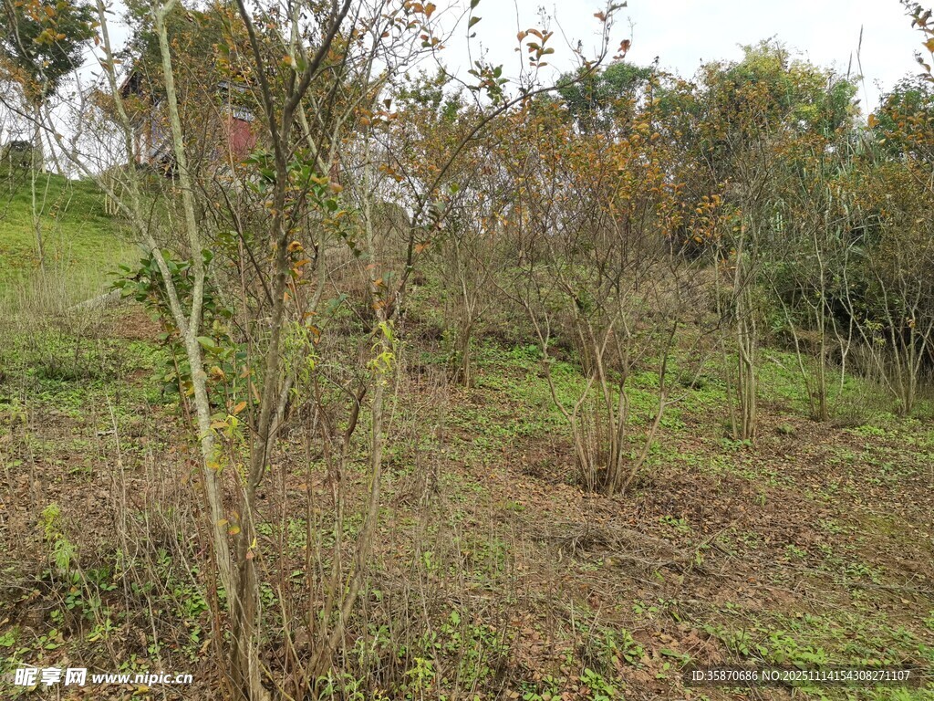 野外稀疏植被景观