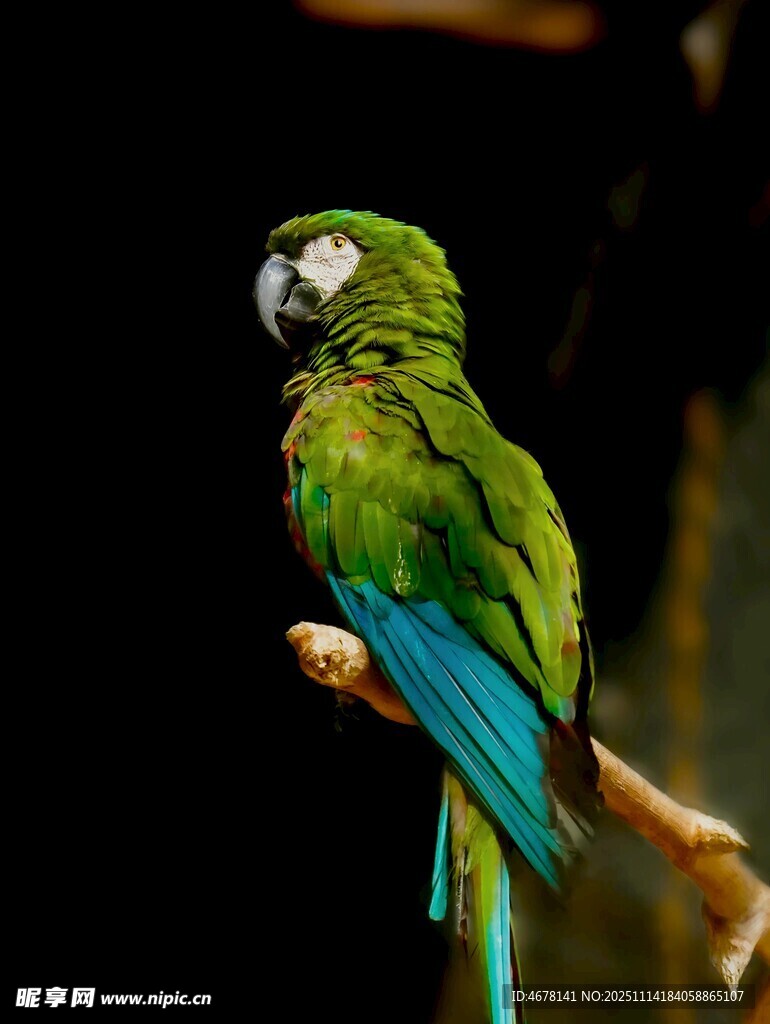 绿羽鹦鹉栖息枝头