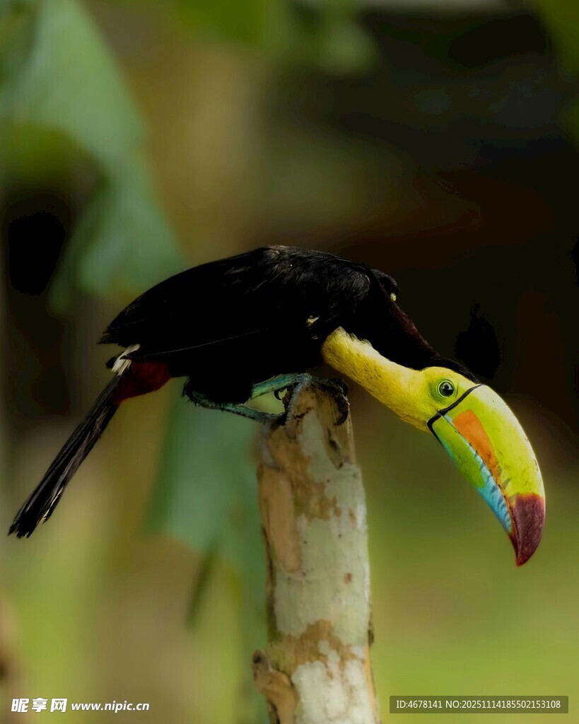 巨嘴鸟栖息于枝头