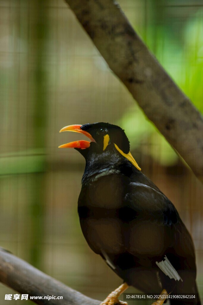 枝头的黑色鹩哥