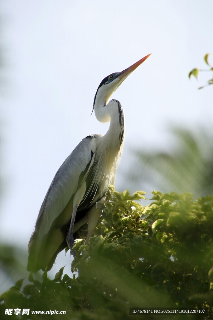 白鹭枝头觅食瞬间