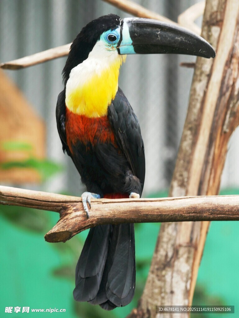 巨嘴鸟栖息枝头