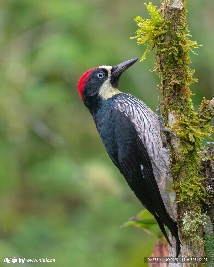 红冠啄木鸟栖息于绿植间