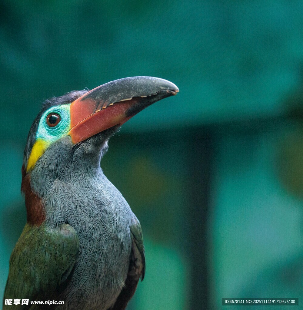 多彩巨嘴鸟特写