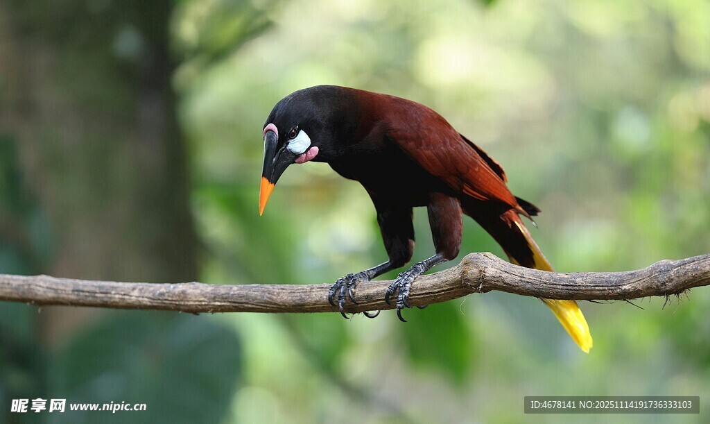 树枝上的彩色鸟儿