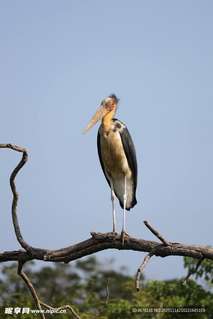 秃鹳栖息于枝头